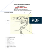 Aparatul Genital