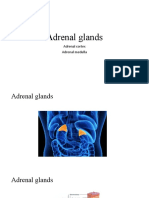 adrenalcortex