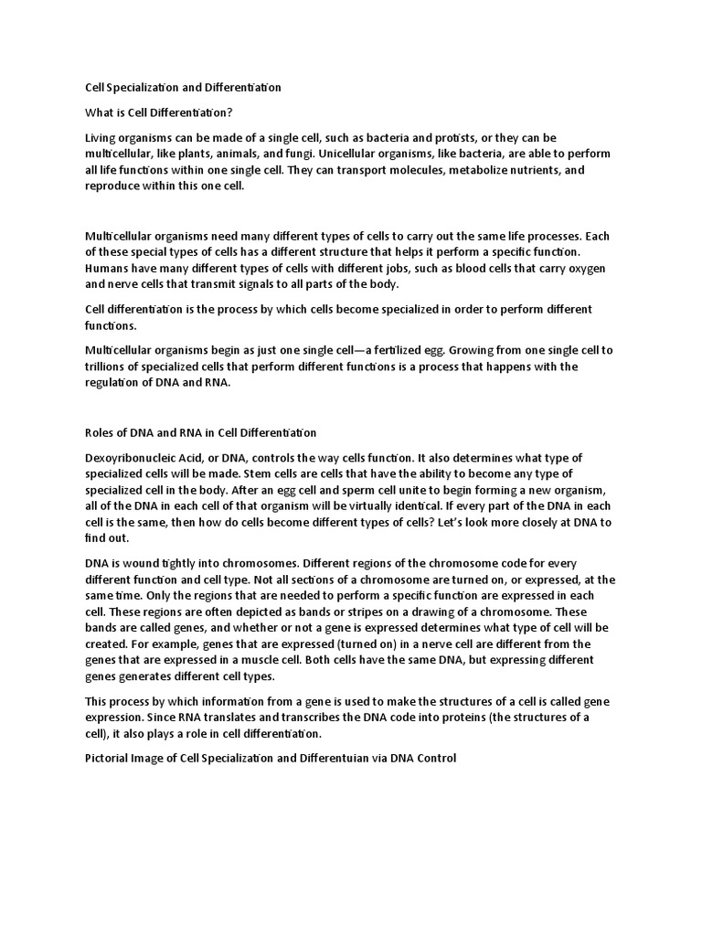 Cell Specialization and Differentiation | PDF | Gene Expression ...