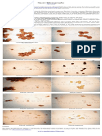 Spore Micrographs: PDF Version