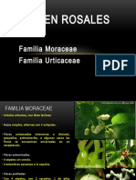 familia moraceae y urticaceae mariño.pptx