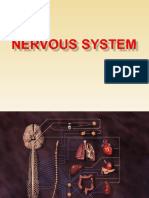 Nervous System