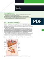 Homeostasis: S14.1 Structure of The Liver