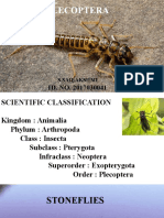 Plecoptera: ID. NO. 2017030041