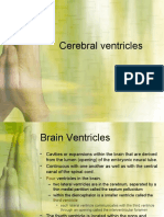 Brain Ventricles