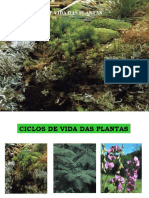 Ciclos de Vida Das Plantas