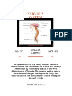 Nervous System: How the Brain and Spinal Cord Work