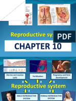 Chapter 10 - Reproductive System RP1 PDF