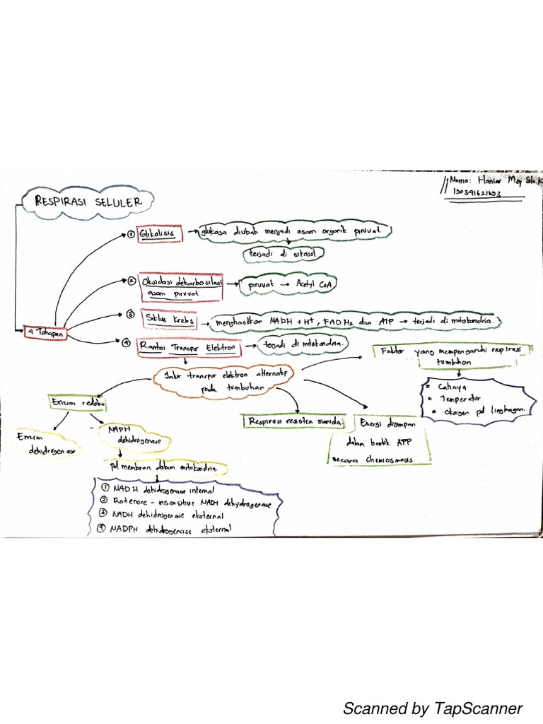 Peta Konsep Respirasi Seluler PDF | PDF