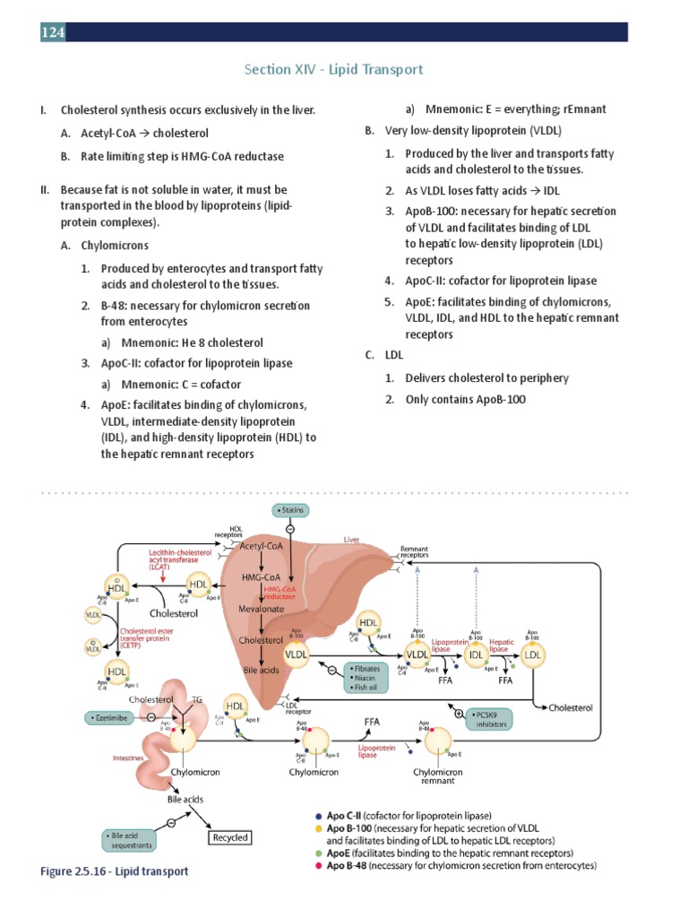 Section XIV - Lipid Transport | PDF | Lipoprotein | Cholesterol