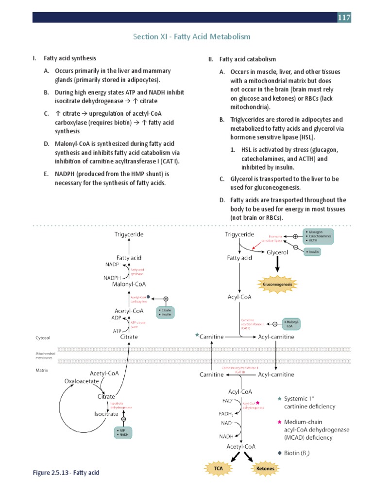 Section XI - Fatty Acid Metabolism | PDF | Fatty Acid | Biochemistry