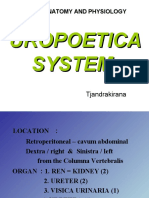 Uropoetic System