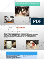 CCE EN GATOS.pptx