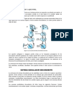 MODULACION DEL DOLOR Y A QUE NIVEL.docx