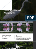 Wading Birds & Waterfowl