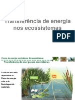 7.1. Transferência de energia nos ecossistemas