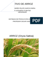Cultivo de arroz: morfología, tipologías y proceso de producción