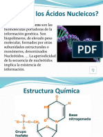 Qué son los ácidos nucleicos