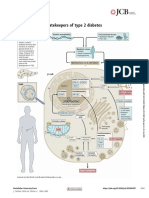 Pancreatic β cells Gatekeepers of type 2 diabetes