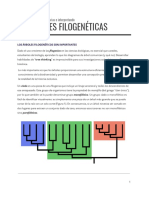 Relaciones Filogeneticas