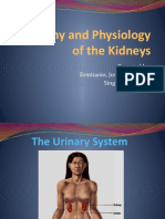 Anatomy and Physiology of The Kidneys