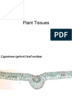 6.01 Leaf Tissues