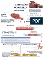 Sarcómero Biofísica