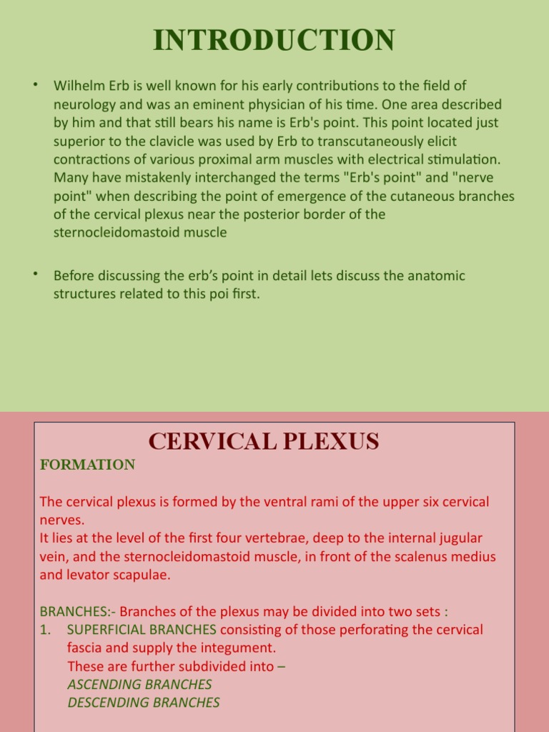 Erb's point Neck Human Head And Neck