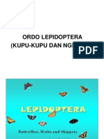 14lepidoptera (Kupu-Kupu) PDF