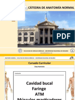 Anatomía de la cavidad bucal y faringe