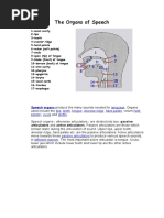 Diagram of Speech Organs Explained | PDF | Linguistics | Human Anatomy
