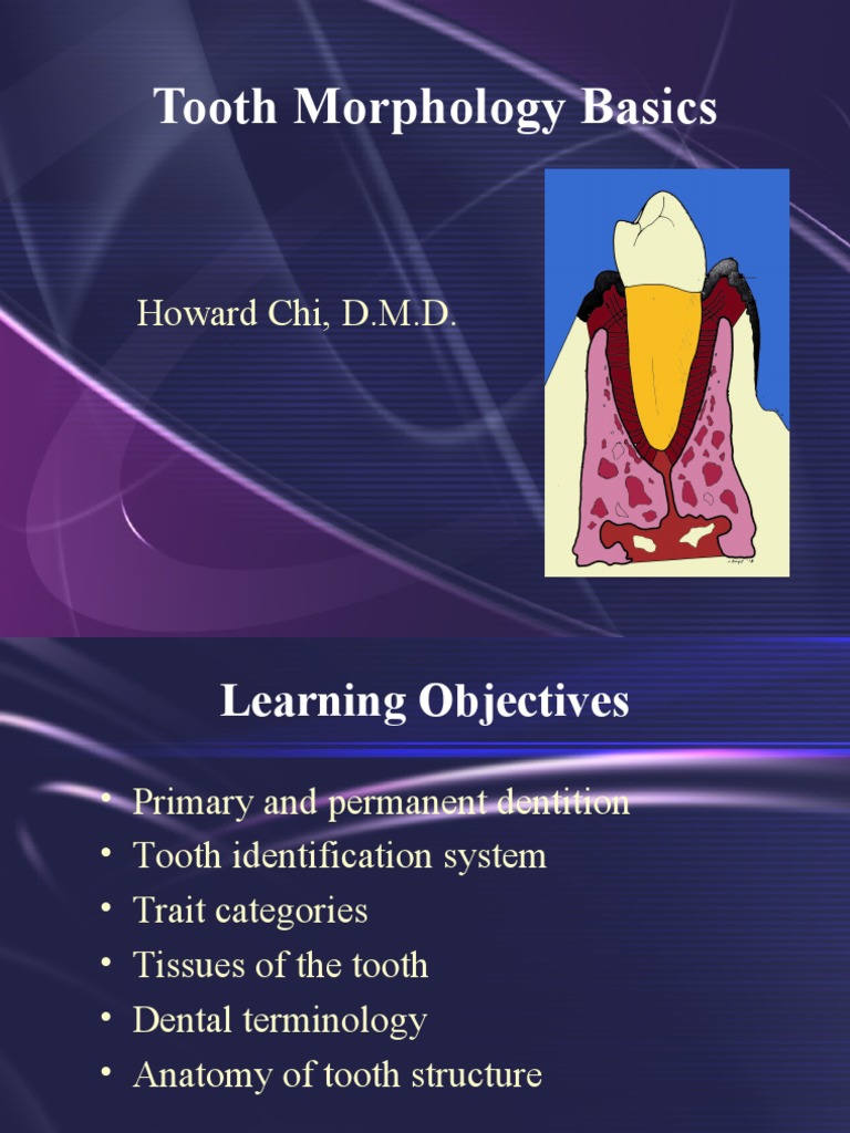 Tooth Morphology Basics Howard Chi, D.M.D PDF Tooth Dentin