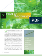 Afa Plant or Bacteria
