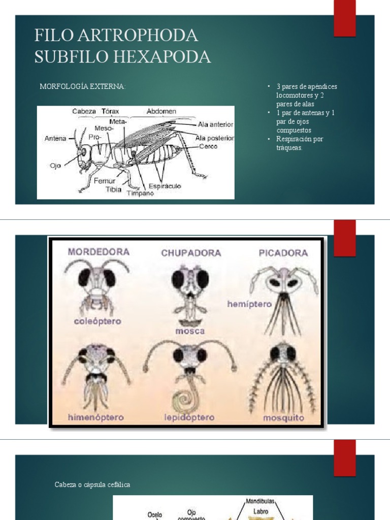 Filo Artrophoda Subfilo Hexapoda | PDF | Insectos | Araña