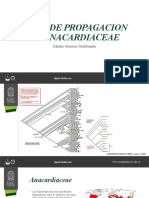 Tipos de Propagacion en Anacardiaceae 1