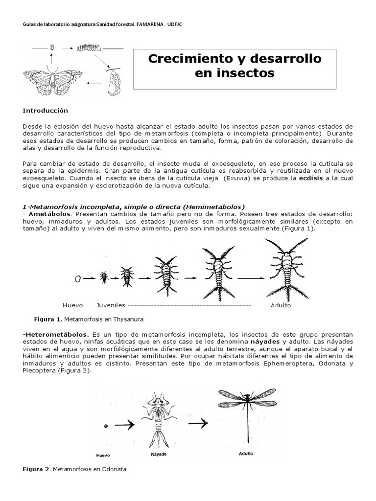 Crecimiento y Desarrollo 20161 PDF | PDF | Insectos | Organismos