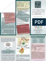 Triptico2 PDF