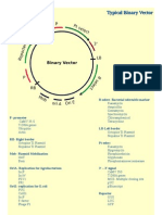 Binary Vector