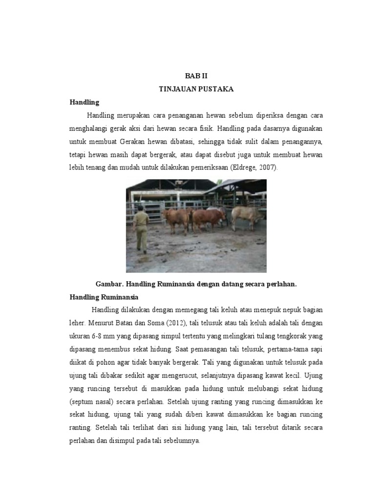 Teknik Handling dan Restrain Sapi | PDF