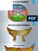 Hueso esfenoidales: cara posterior, inferior y superior