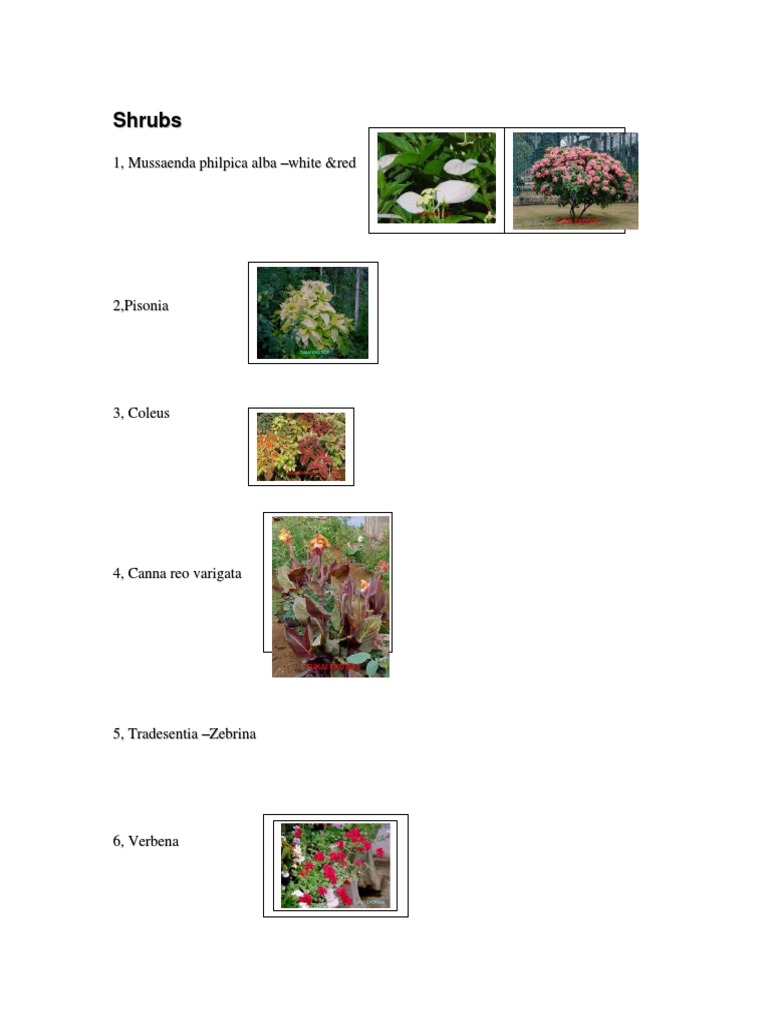 4 Shrubs | PDF | Cooking, Food & Wine | Home & Garden