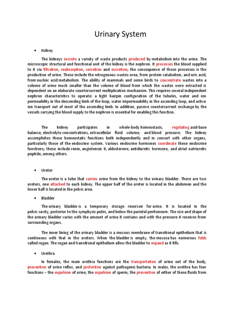 Urinary System: Filtration and Excretion | PDF | Kidney | Urinary System