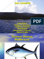 Tuna Farming - Ivana Miletic