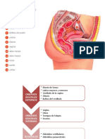 Fisiologia