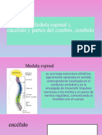 (Medula Espinal), Encéfalo y Partes Del Cerebro, Cerebelo