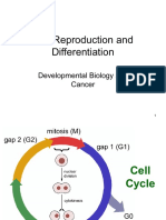 05 - Cell Reproduction and Differentiation