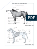 Perbandingan Anatomi Osteologi