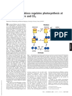 Activation of Rubisco Regulates Photosynthesis at High Temperature and CO