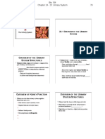 UrinarySystem