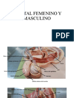 Pelvis Osea y Genitales